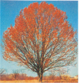 शरद ऋतूमधील ॲश वृक्ष